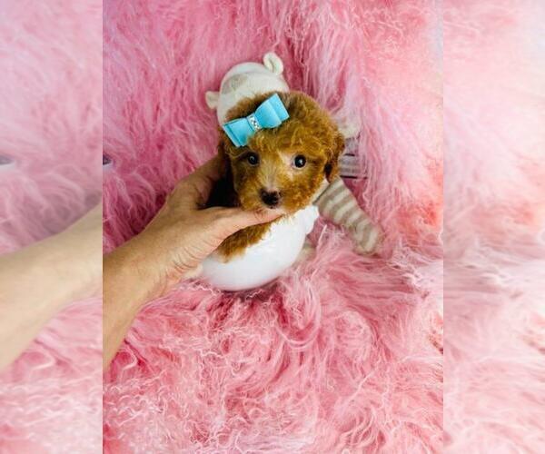 Medium Photo #9 Poodle (Toy) Puppy For Sale in WINTER PARK, FL, USA