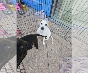 Mutt Dogs for adoption in Melrose, FL, USA