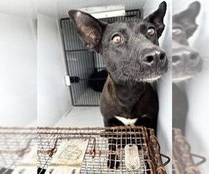 Siberian Husky-Unknown Mix Dogs for adoption in Houston, TX, USA