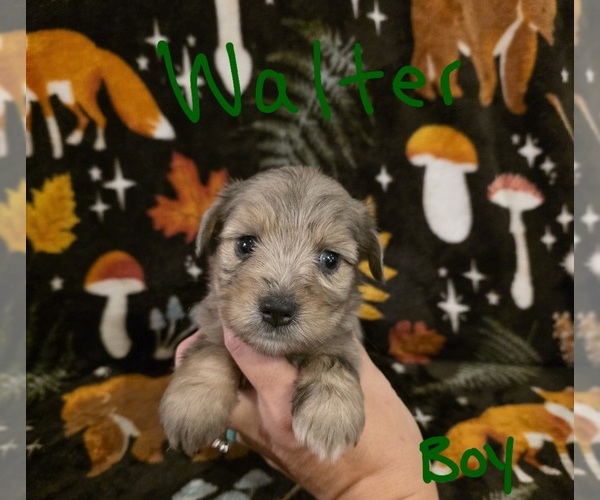 Medium Photo #22 Chizer Puppy For Sale in MONTEZUMA, GA, USA