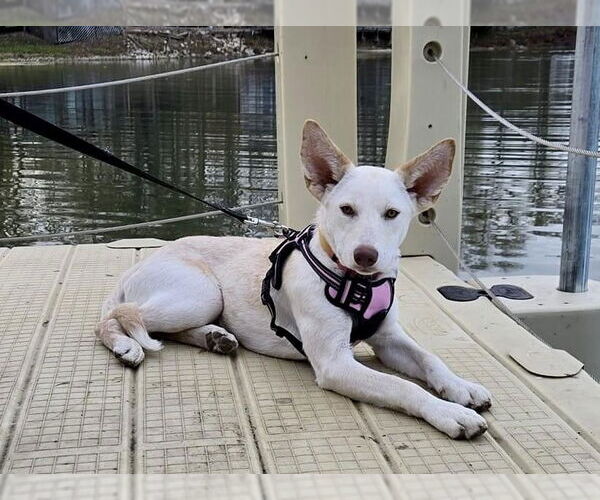 Medium Photo #8 Siberian Husky-Unknown Mix Puppy For Sale in Germantown, OH, USA