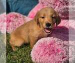 Image preview for Ad Listing. Nickname: Tulip
