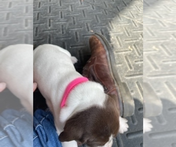 Medium Photo #1 German Shorthaired Pointer Puppy For Sale in SANFORD, NC, USA