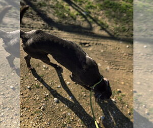 Lexington - Male Great Dane-Labrador Retriever Mix Dog for Adoption - Photo #12