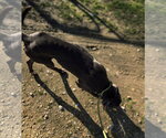 Small Photo #12 Great Dane-Labrador Retriever Mix Puppy For Sale in Jackson, MS, USA