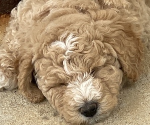 Poodle (Miniature) Puppy for sale in GAY, GA, USA