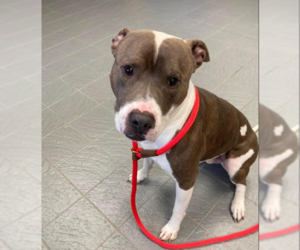 American Pit Bull Terrier-American Staffordshire Terrier Mix Dogs for adoption in Princeton, MN, USA