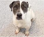 Small #1 Staffordshire Bull Terrier