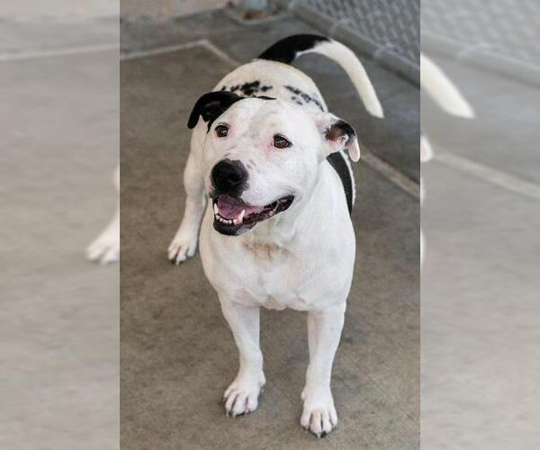 Medium Photo #2 Mutt Puppy For Sale in Baytown, TX, USA
