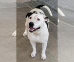 Small #1 Mutt