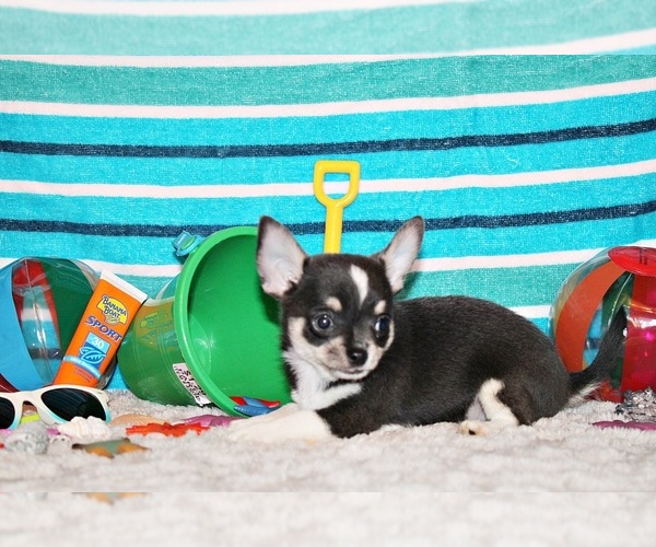 Medium Photo #93 Chihuahua Puppy For Sale in CHARLESTON, AR, USA