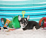 Small #3 Chihuahua