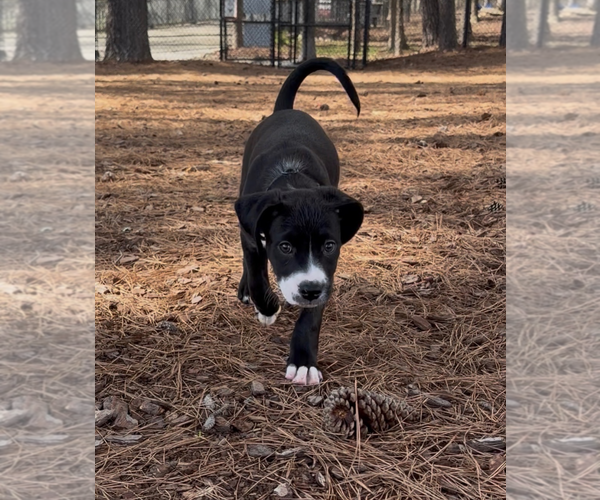 Medium Photo #2 Mutt Puppy For Sale in Holly Springs, NC, USA