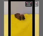 Skyler - Female Yorkipoo Puppy for Sale - Photo #2