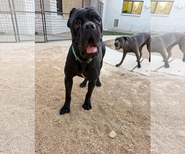 Medium Photo #4 Mutt Puppy For Sale in Goodyear, AZ, USA