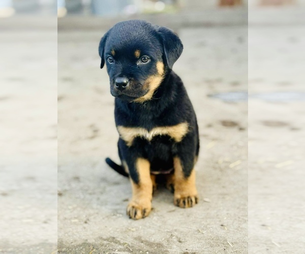 Medium Photo #1 Rottweiler Puppy For Sale in WHITE SWAN, WA, USA