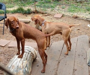 Mother of the Vizsla puppies born on 04/22/2022