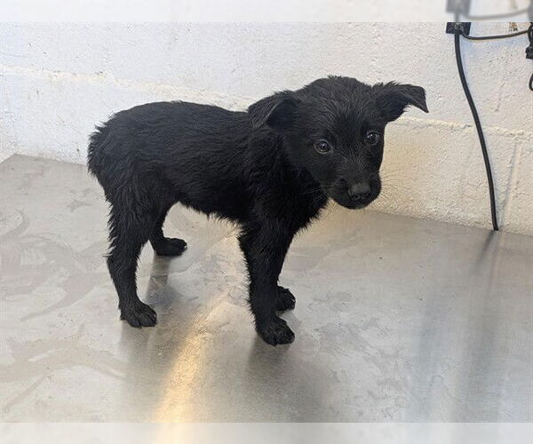 Medium Photo #1 Mutt Puppy For Sale in Corona, CA, USA