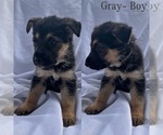Small Photo #2 German Shepherd Dog Puppy For Sale in KINGWOOD, TX, USA