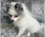 Puppy Lucille Pomeranian