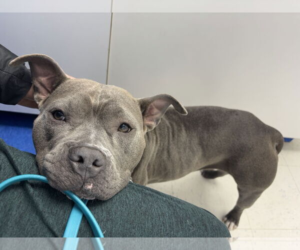 Medium Photo #9 American Pit Bull Terrier Puppy For Sale in Alexandria, VA, USA