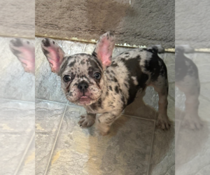 French Bulldog Puppy for sale in SACRAMENTO, CA, USA