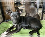 Small #5 Black Mouth Cur Mix