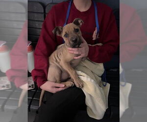 Bullmasador Dogs for adoption in Tallahassee, FL, USA