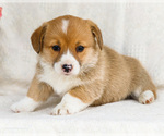Puppy Sadie Pembroke Welsh Corgi