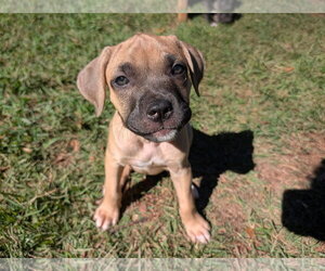 Mastiff-Unknown Mix Dogs for adoption in Greenville, SC, USA