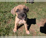 Shakira - Female Mastiff-Unknown Mix Dog for Adoption - Small photo