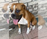 Small #3 Boxer