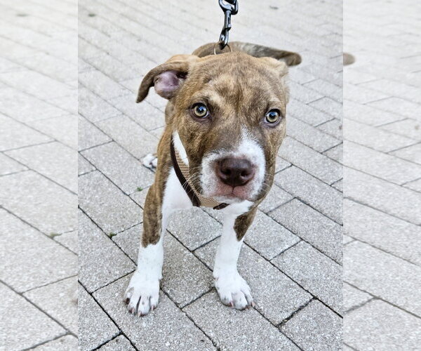 Medium Photo #2 American Pit Bull Terrier-American Staffordshire Terrier Mix Puppy For Sale in Lighthouse Point, FL, USA