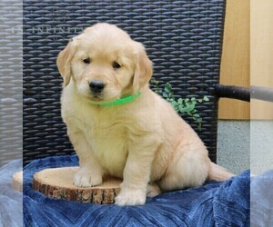 Golden Retriever Puppy for sale in NARVON, PA, USA