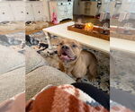 Small #2 American Pit Bull Terrier