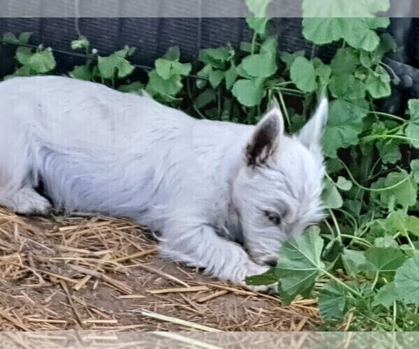 Medium Photo #8 West Highland White Terrier Puppy For Sale in WHITEWOOD, SD, USA