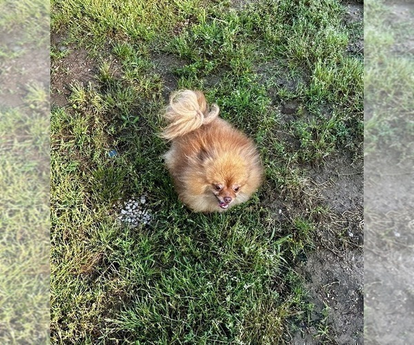 Medium Photo #3 Pomeranian Puppy For Sale in CASSVILLE, MO, USA