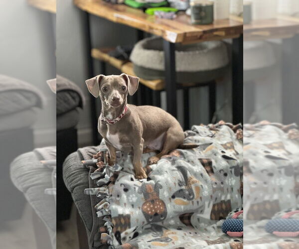 Medium Photo #4 Dachshund-Unknown Mix Puppy For Sale in Springdale, PA, USA