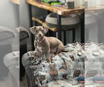 Small #3 Dachshund Mix