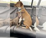 Small Photo #20 Labrador Retriever-Staffordshire Bull Terrier Mix Puppy For Sale in McKinney, TX, USA