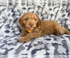 Cock-A-Poo Puppy for sale in LAKELAND, FL, USA