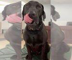 Small #2 Labrador Retriever