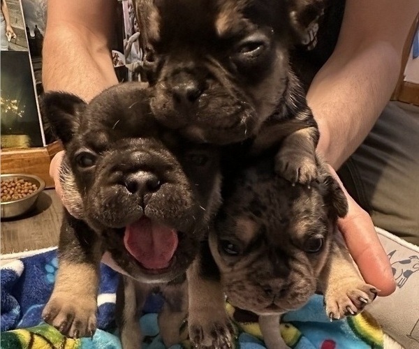 Medium Photo #1 French Bulldog Puppy For Sale in OSWEGO, IL, USA