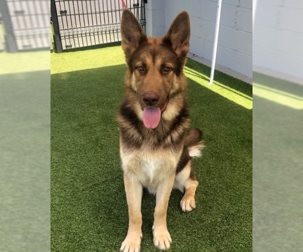 Medium Photo #1 German Shepherd Dog Puppy For Sale in Modesto, CA, USA