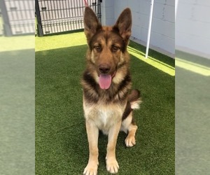 German Shepherd Dog Dogs for adoption in Modesto, CA, USA