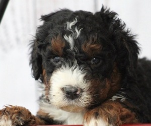 Bernedoodle Puppy for Sale in HUNTINGTON, Massachusetts USA