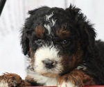 Small Photo #1 Bernedoodle Puppy For Sale in HUNTINGTON, MA, USA