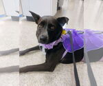 Small #1 Australian Shepherd Mix