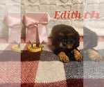 Puppy Edith Cavalier King Charles Spaniel