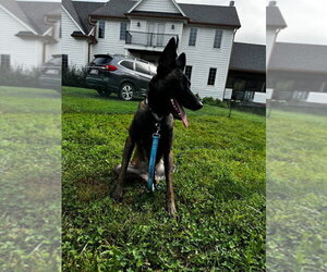 Kimiko- located in Missouri - Female Mutt Dog for Adoption - Photo #3